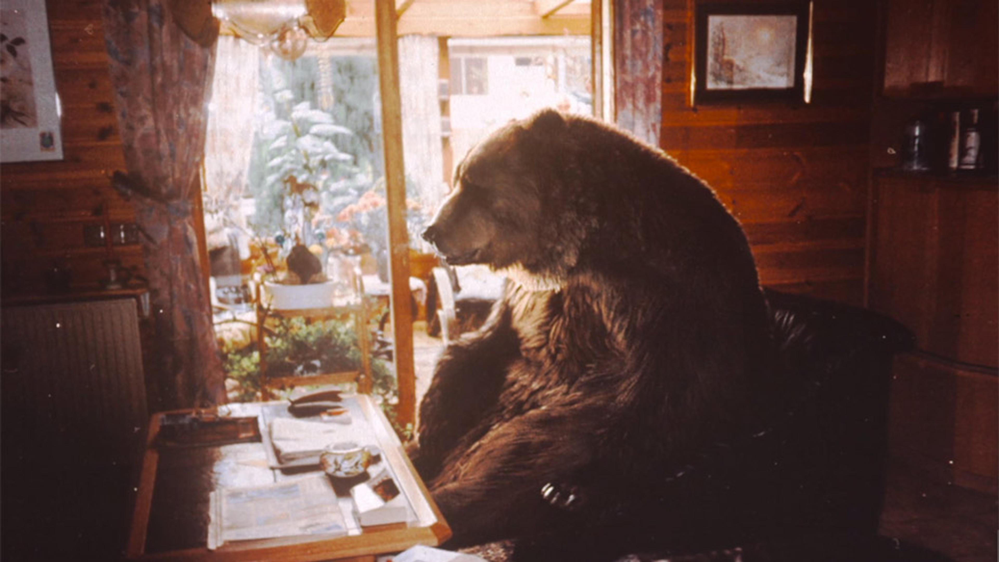 A large bear sitting on a couch inside a wooden cabin, looking towards a bright garden seen through the open door.