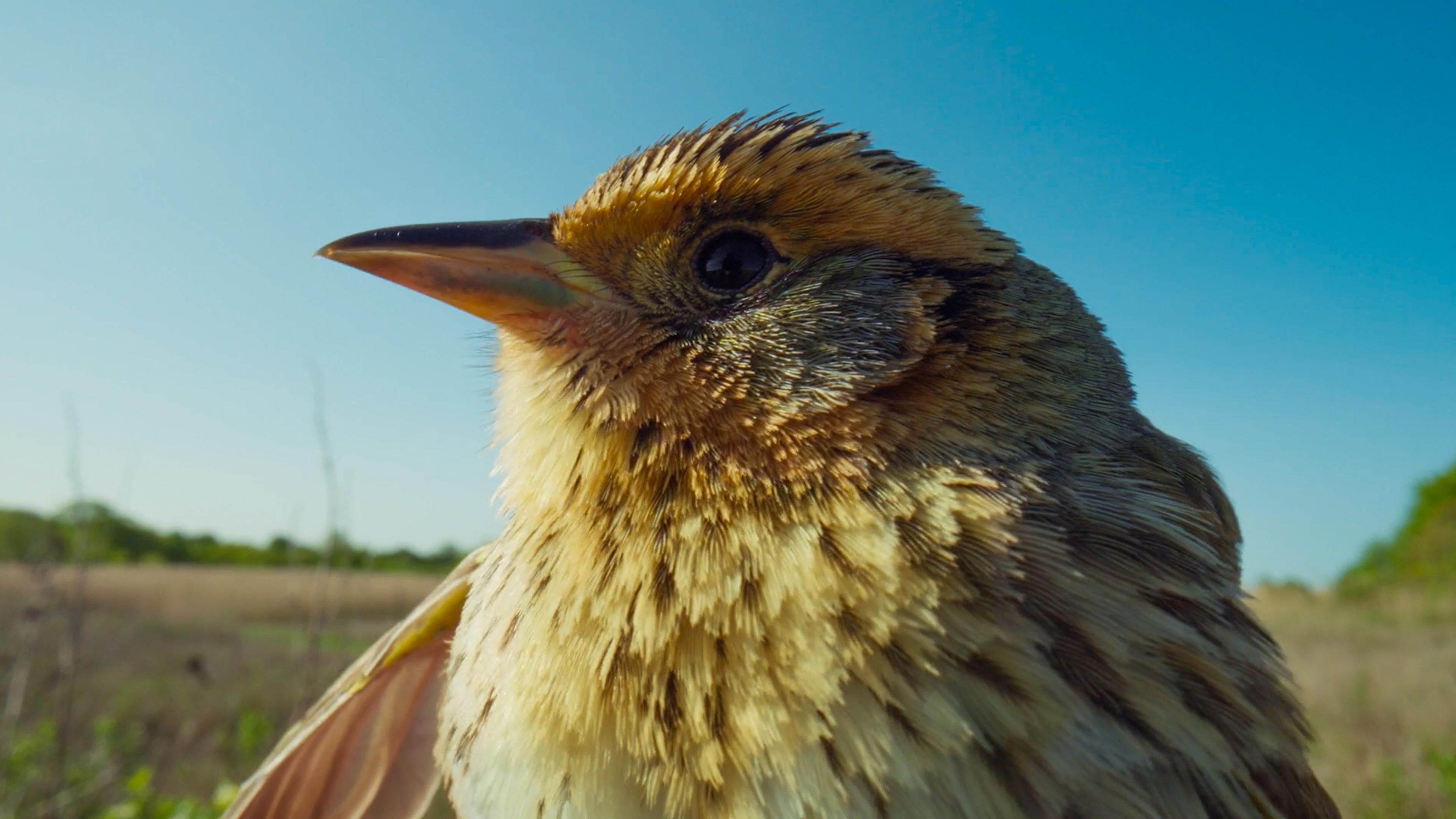 Photo of a close-up saltmarsh sparrow’s head against a blue sky and grassy landscape background.