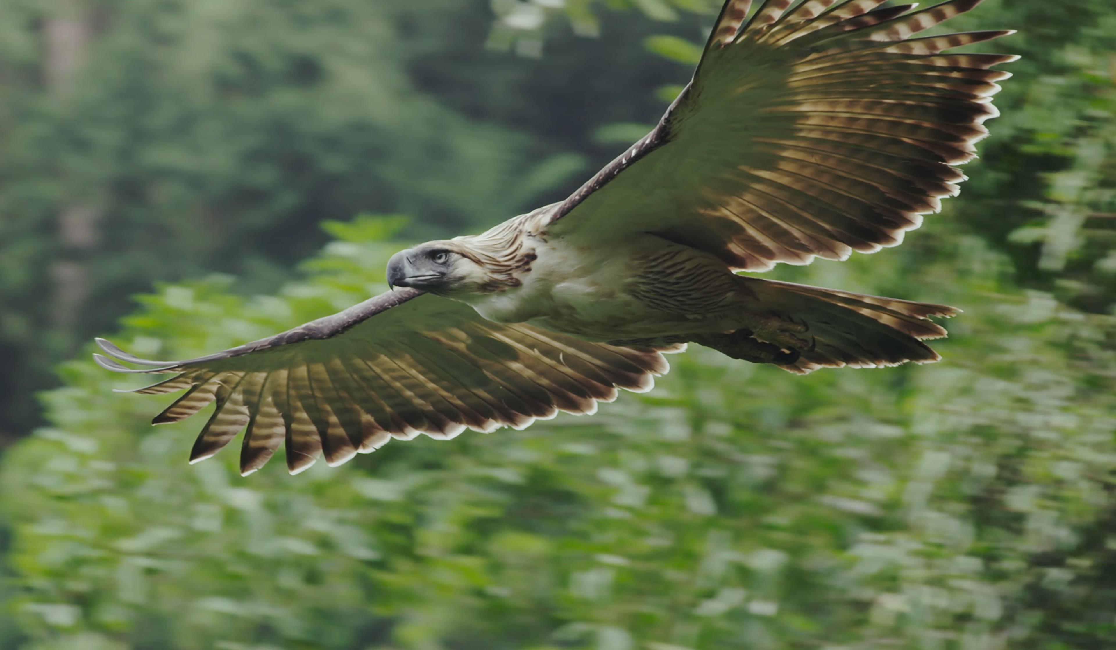 A large eagle with outspread wings is flying over a lush green forest, showcasing its feathers in detail against the blurred backdrop.