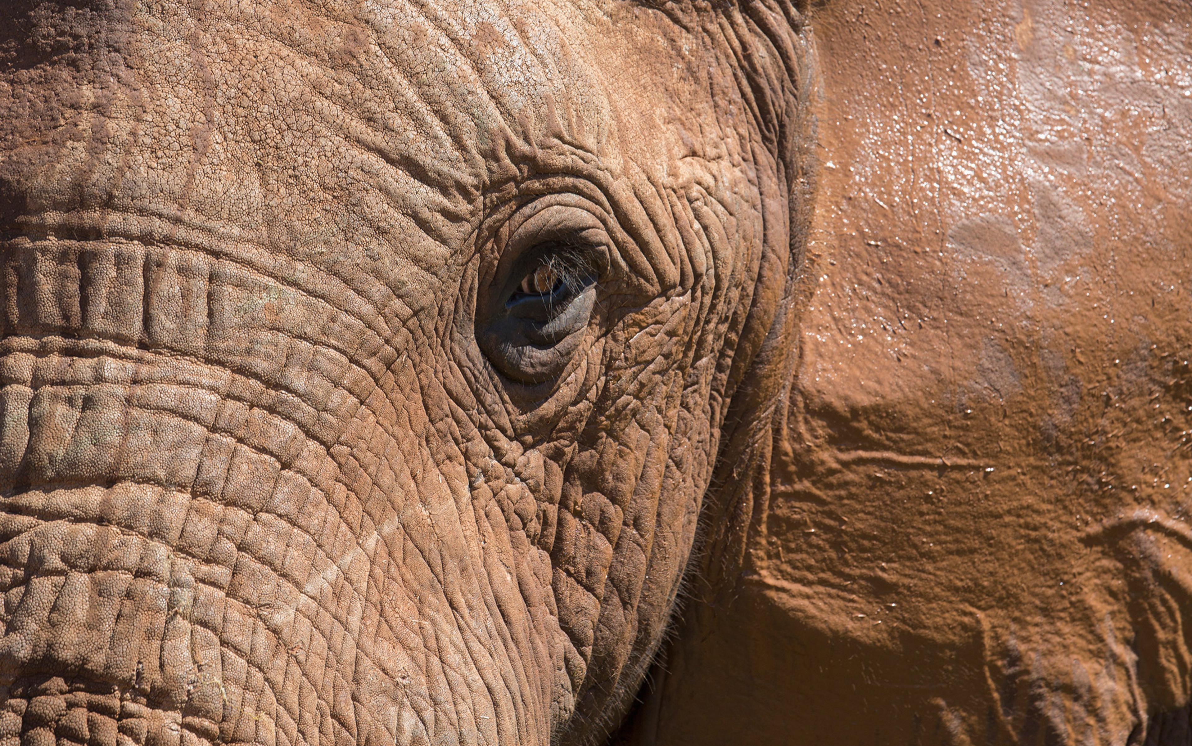 Close-up photo of an elephant’s face showing its eye, wrinkled skin, and textured hide, with sunlight highlighting its rough surface.