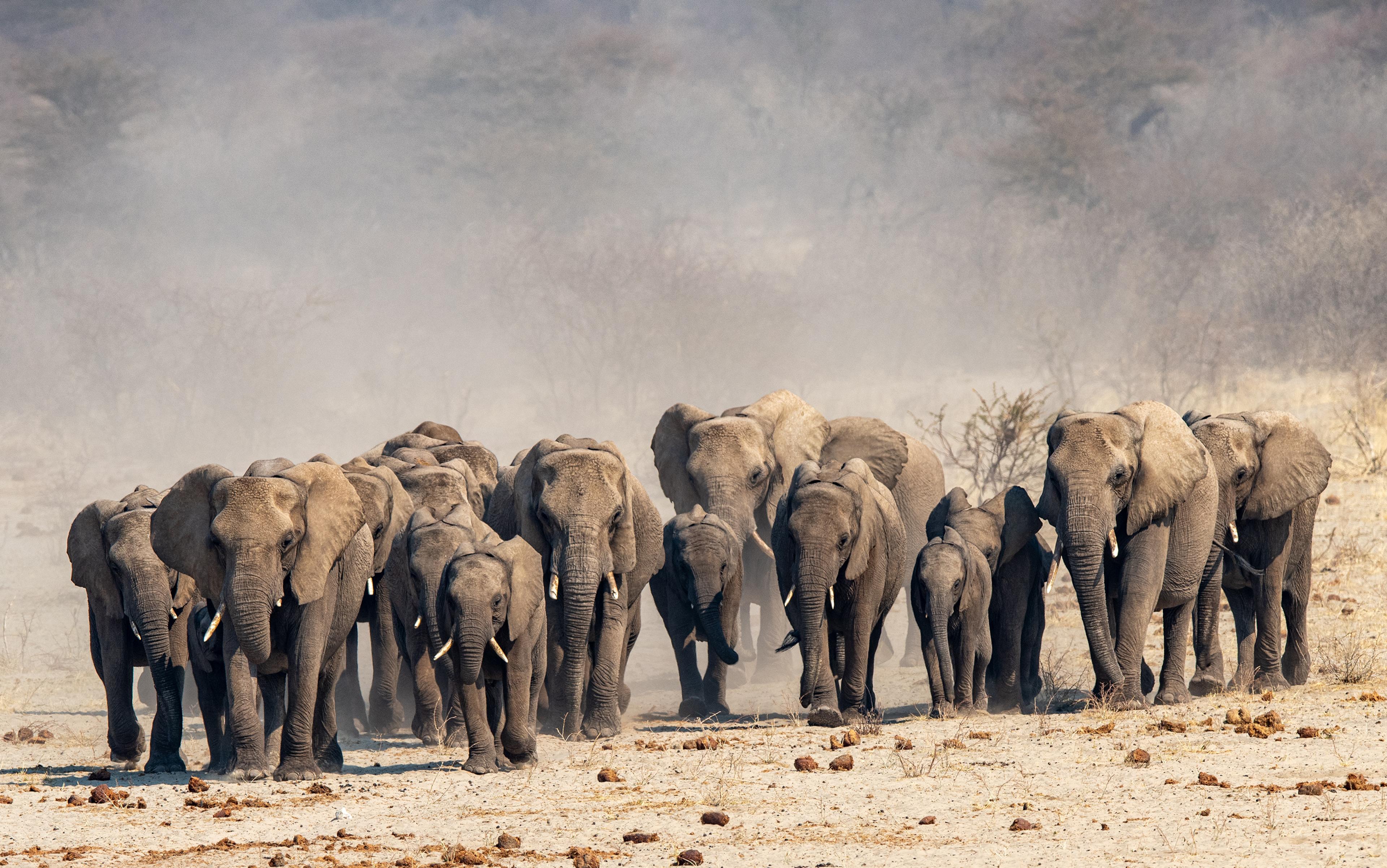 A herd of elephants walking through a dusty landscape with a blurred background of trees and bushes.