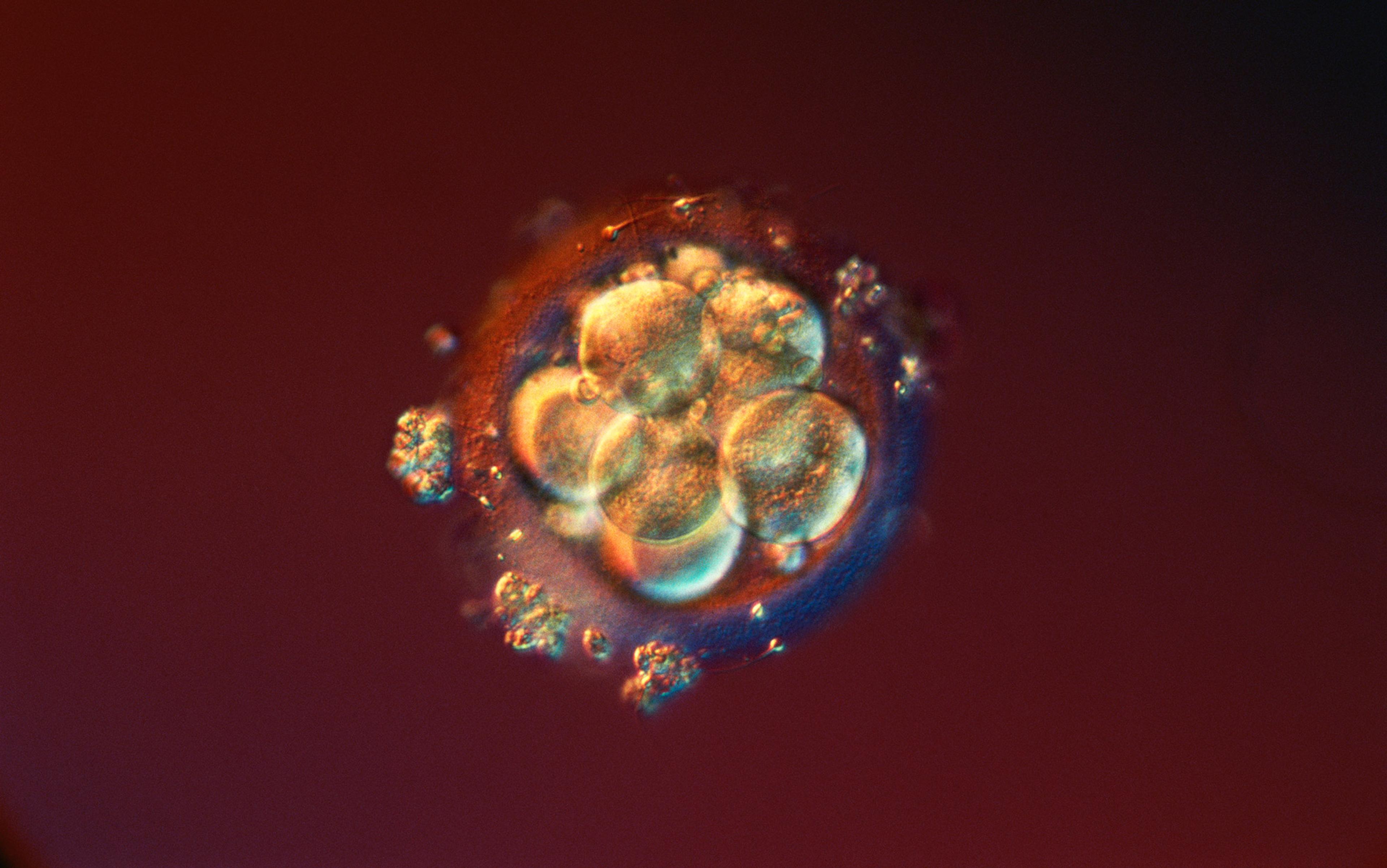A close-up image of a human embryo at the eight-cell stage, viewed under a microscope with a red and dark background.