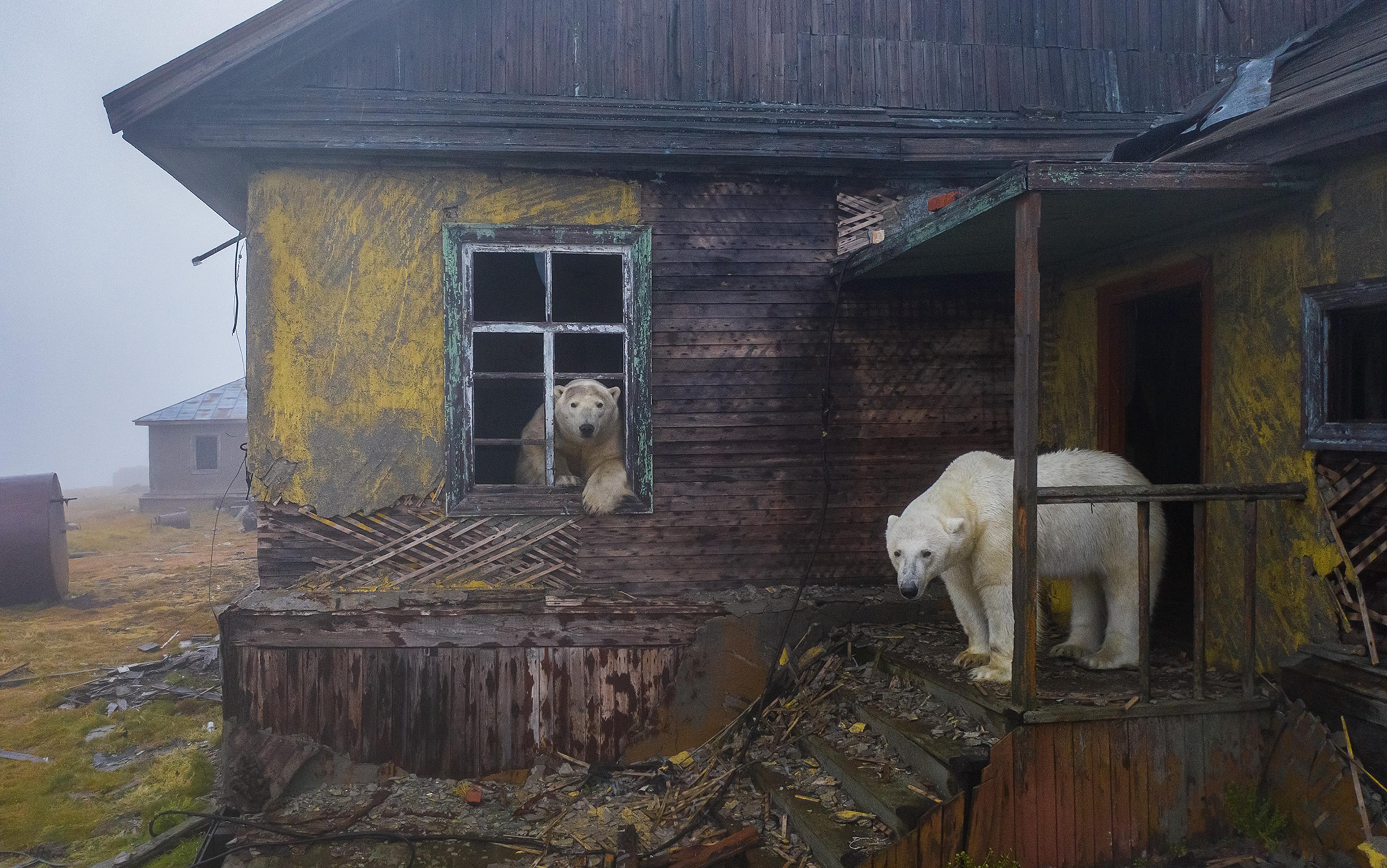 Photo of two polar bears exploring a decaying wooden building, one looks out a window, the other stands on the porch steps.