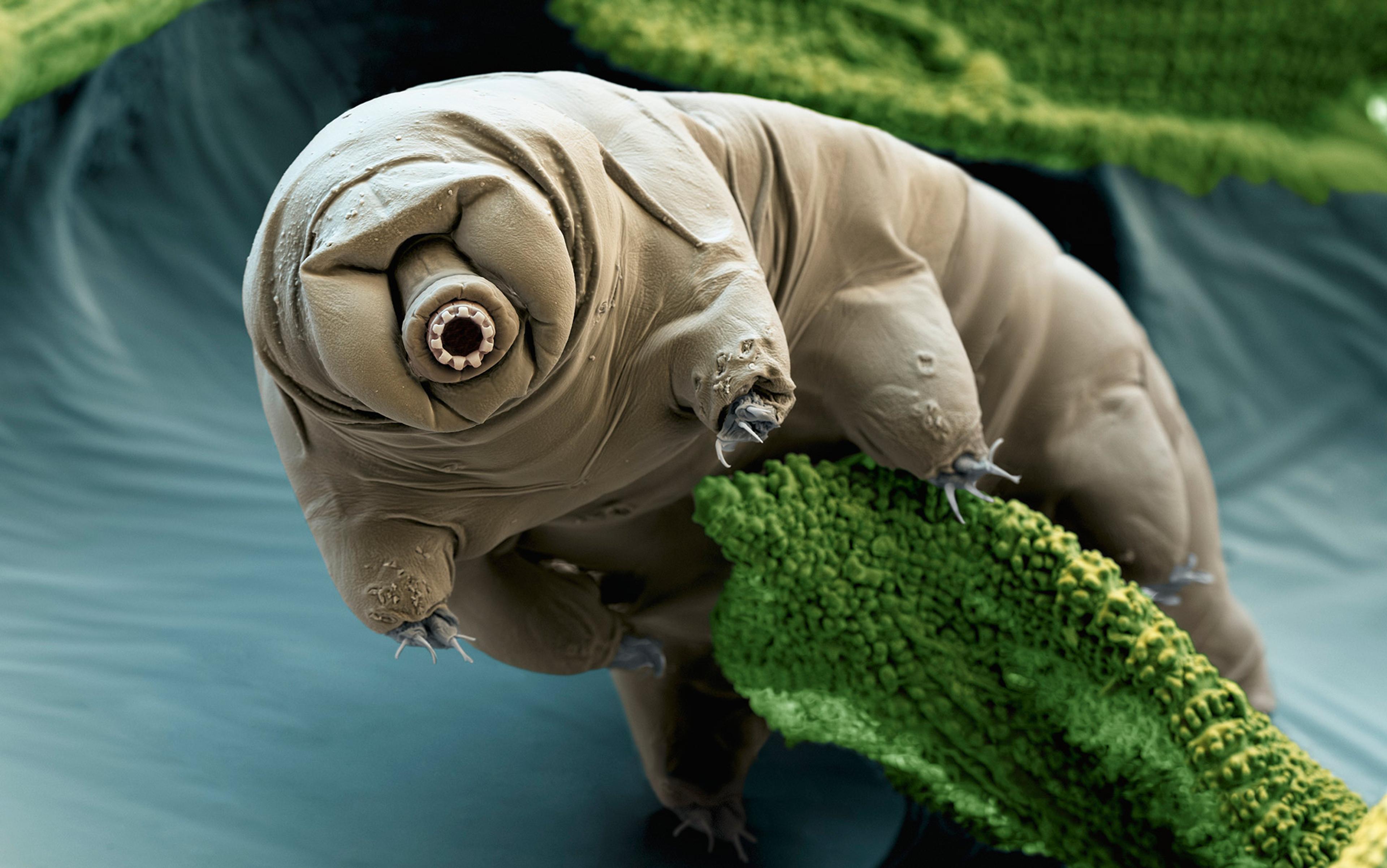 Coloured scanning electron micrograph of a tardigrade, or water bear, a small creature with clawed arms crawling on moss.