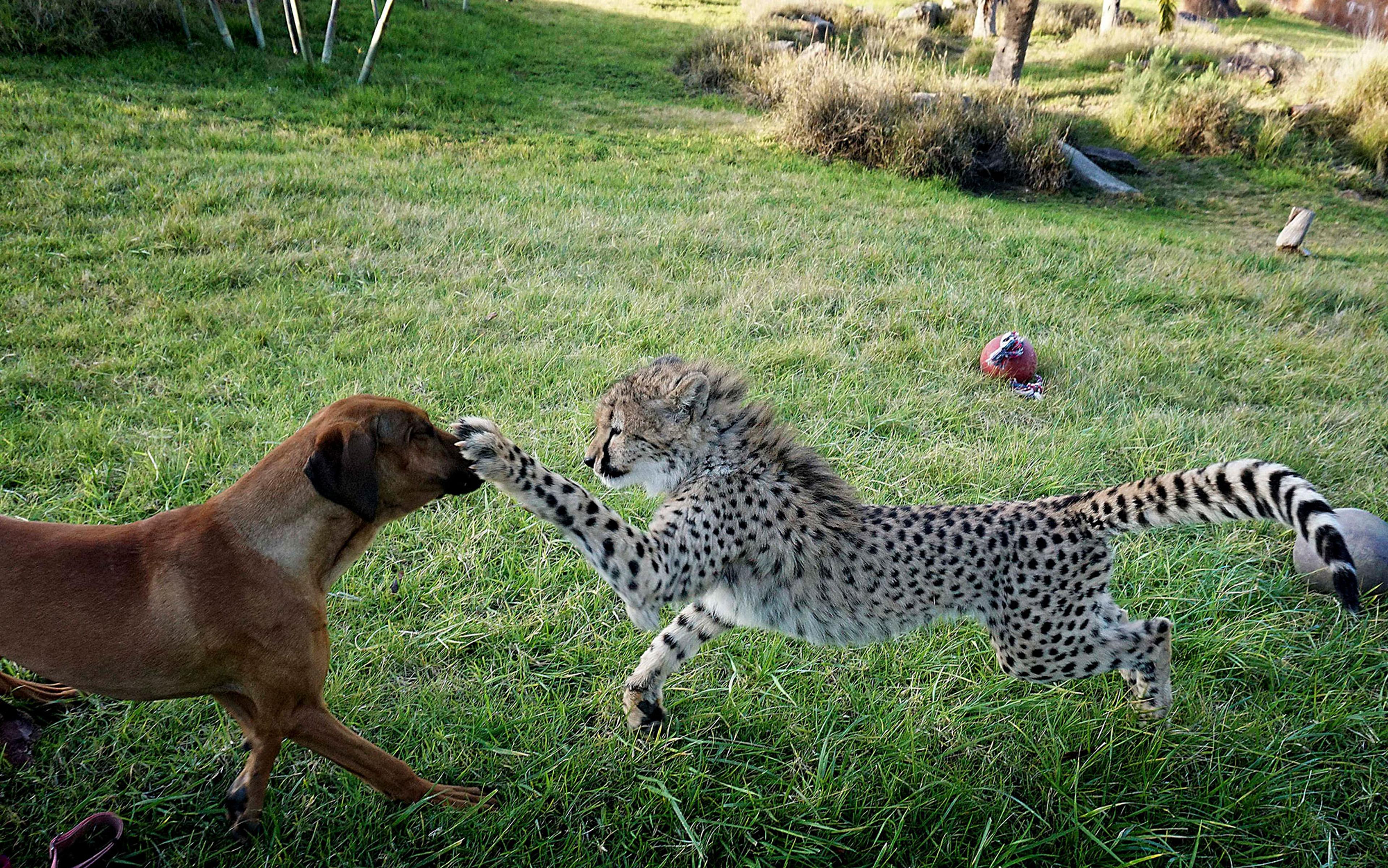 A cheetah cub playfully interacts with a brown dog on grass, with a toy in the background.