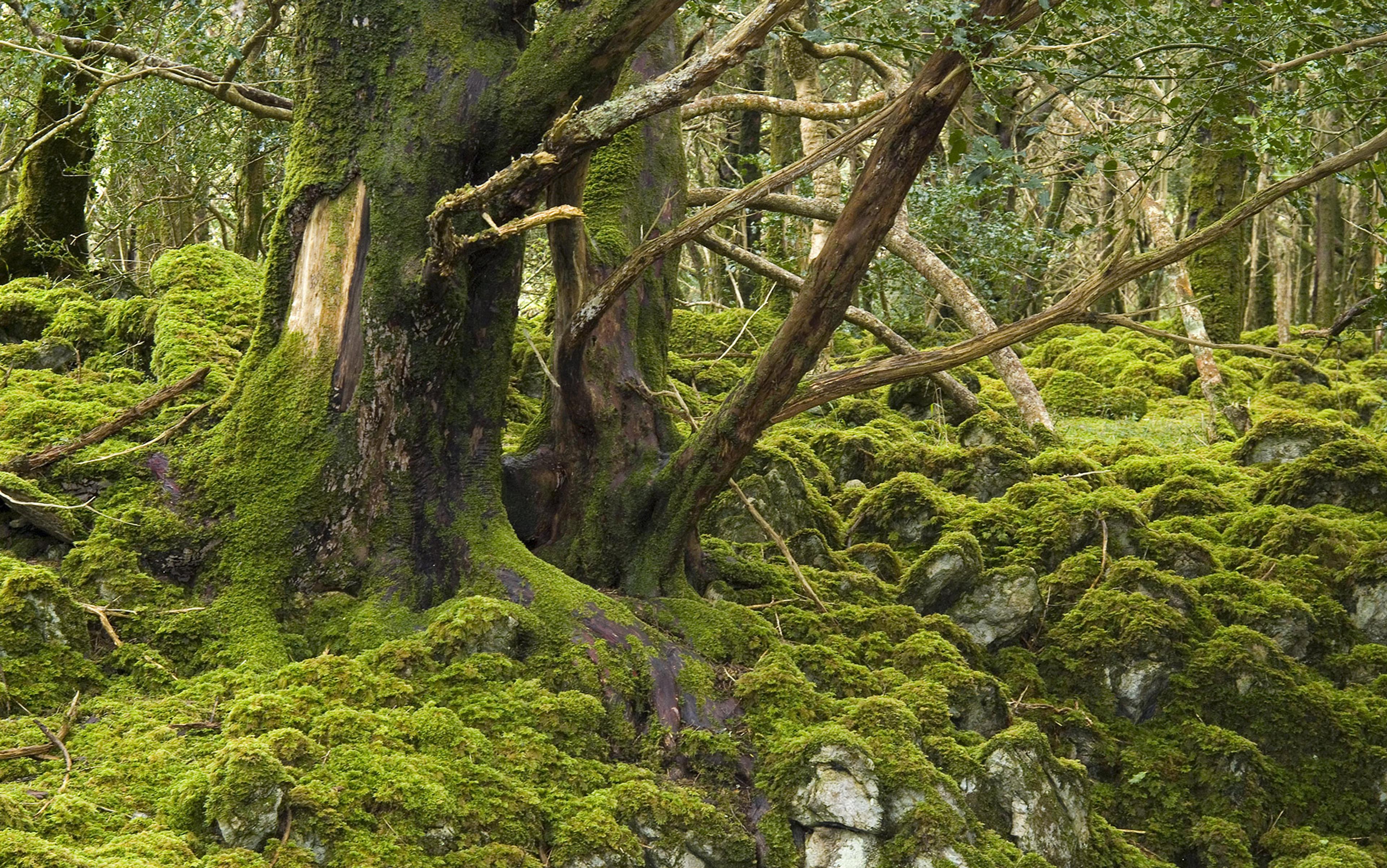 A dense forest with moss-covered trees and rocks, displaying a rich green landscape with intertwined branches and trunks.