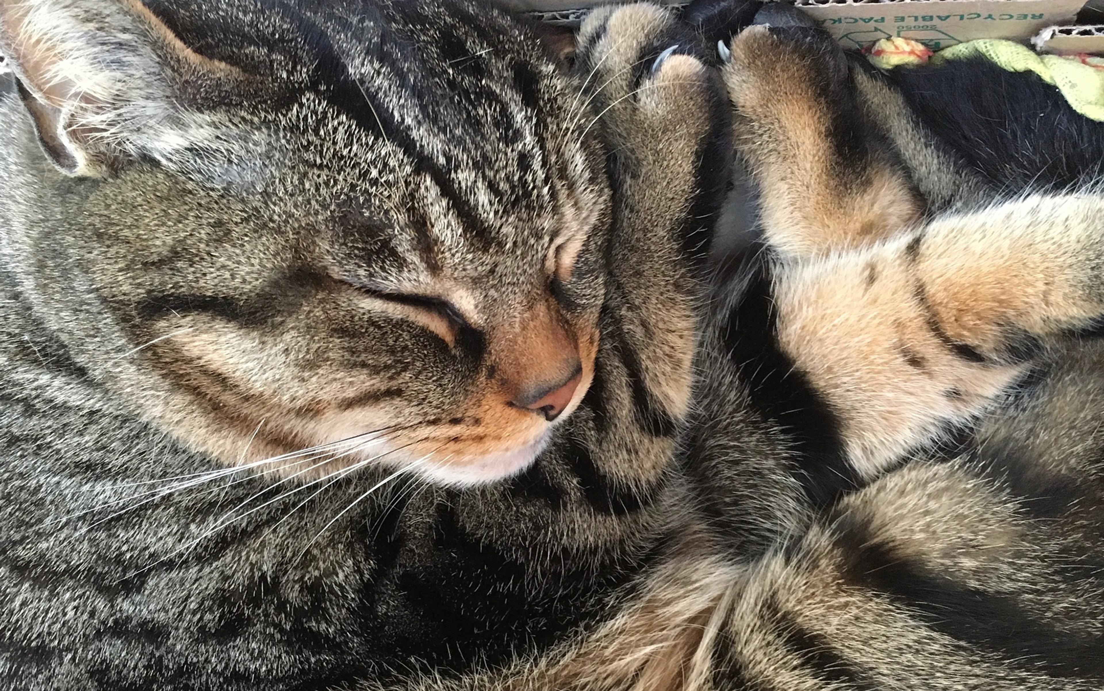 Close-up of a tabby cat sleeping with its paws tucked in, showing a peaceful expression with closed eyes and striped fur.