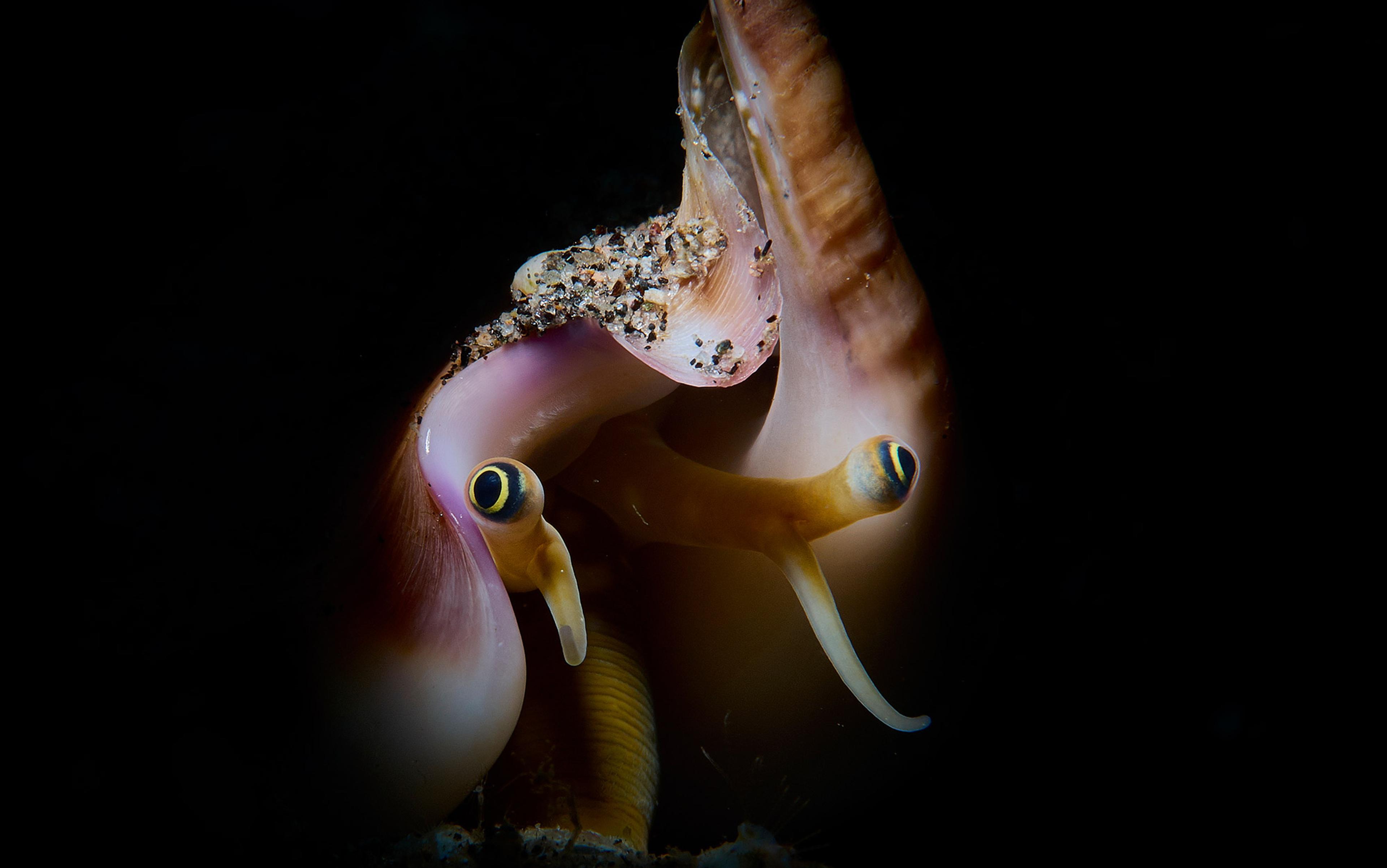 Close-up of a sea snail with sand grains on its shell and long, bright yellow antennae against a dark background.