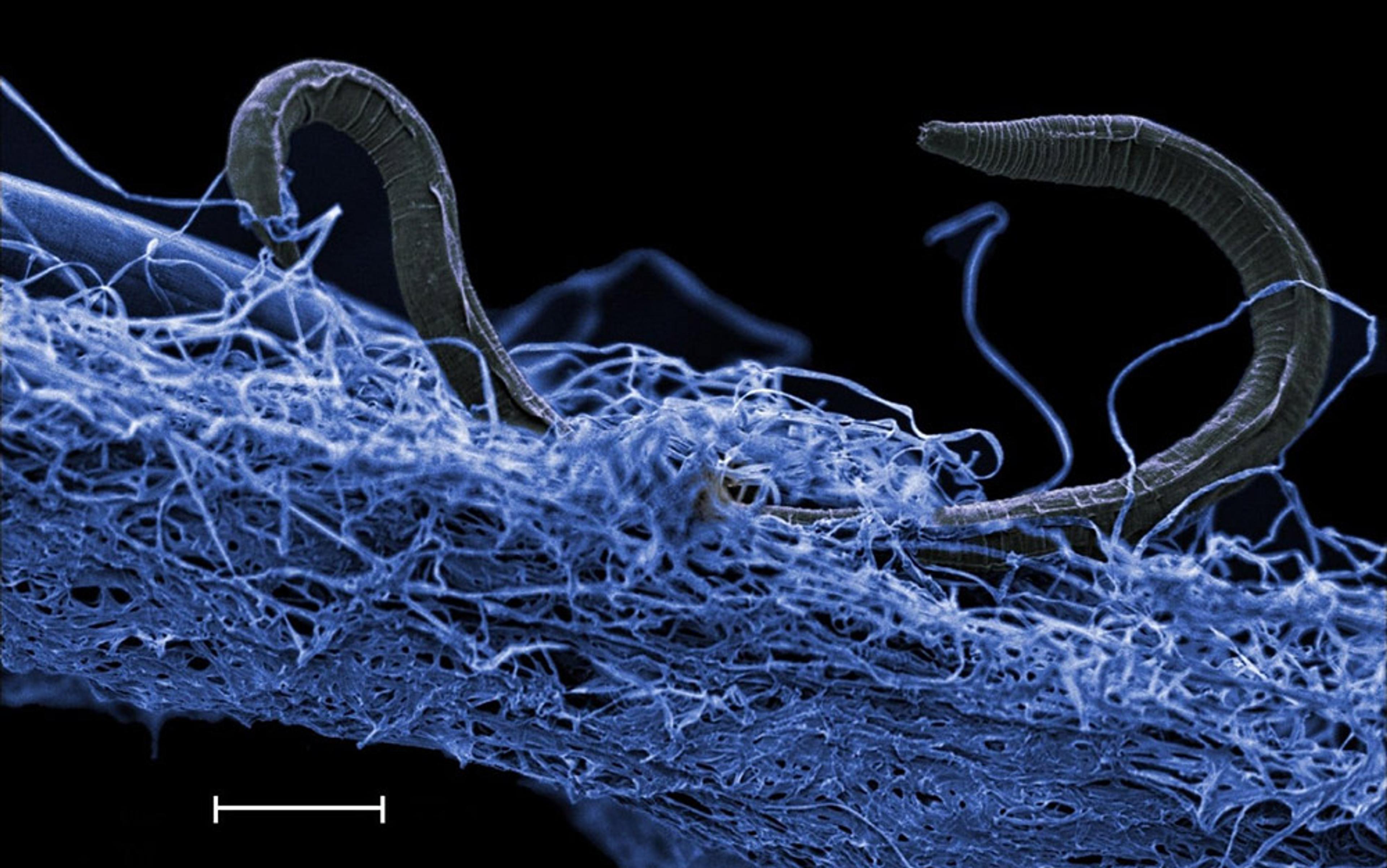Microscopic image of a blue, fibrous material with two tiny, curved worm-like organisms on its surface, dark background, scale bar.