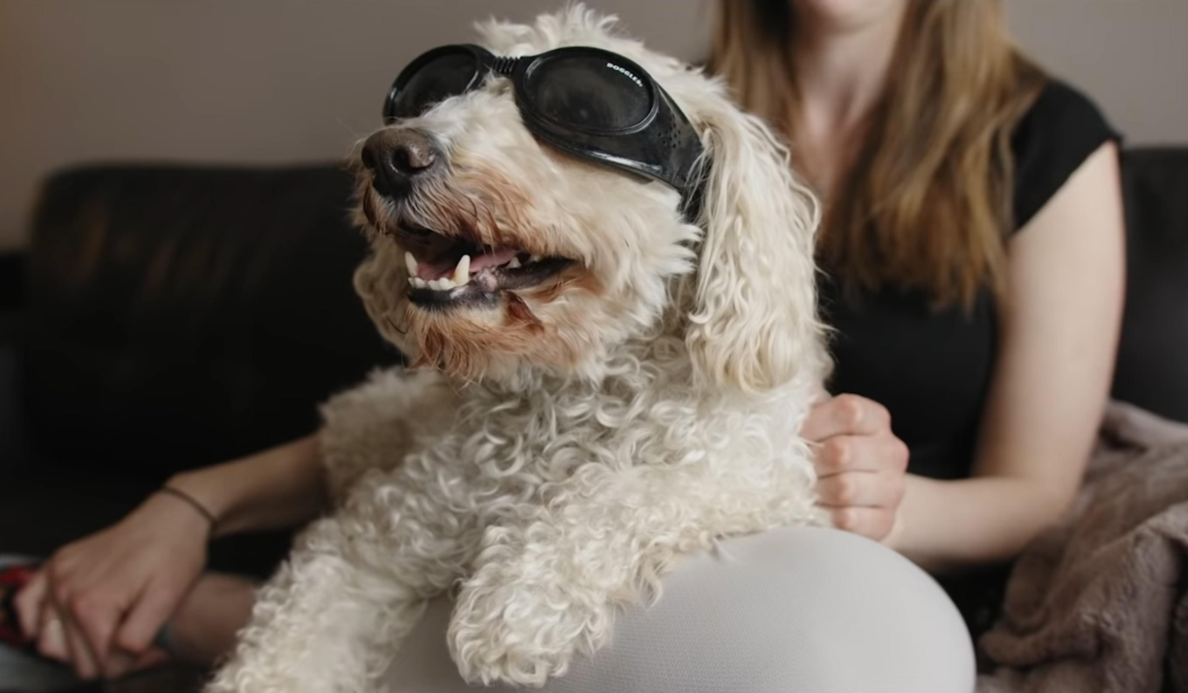 A small white dog with curly fur wearing black goggles, sitting on a person’s lap, who is partially visible in the background.