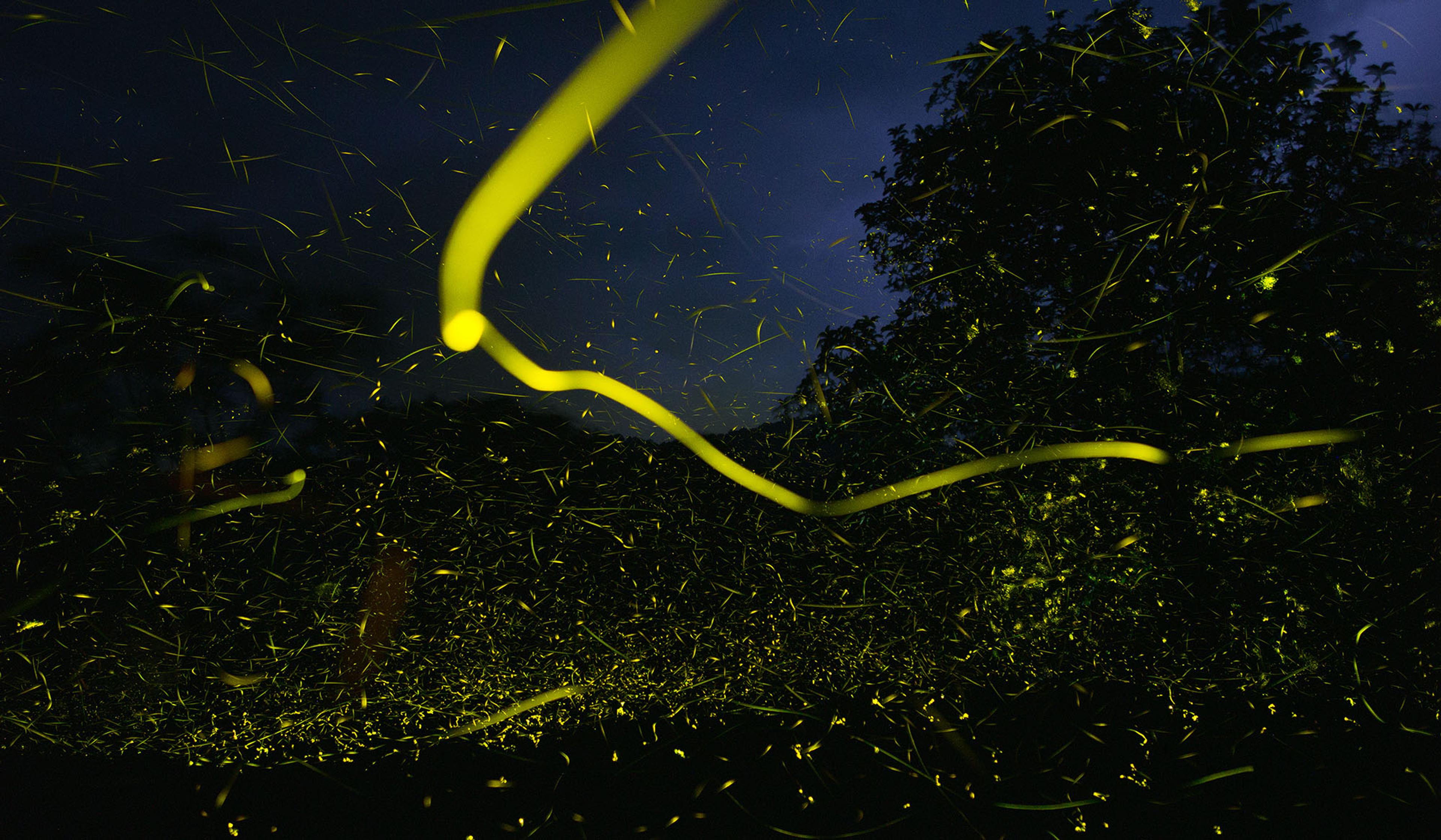 Fireflies light up a dark forest at night, creating streaks of glowing yellow light against a backdrop of trees and a dark sky.