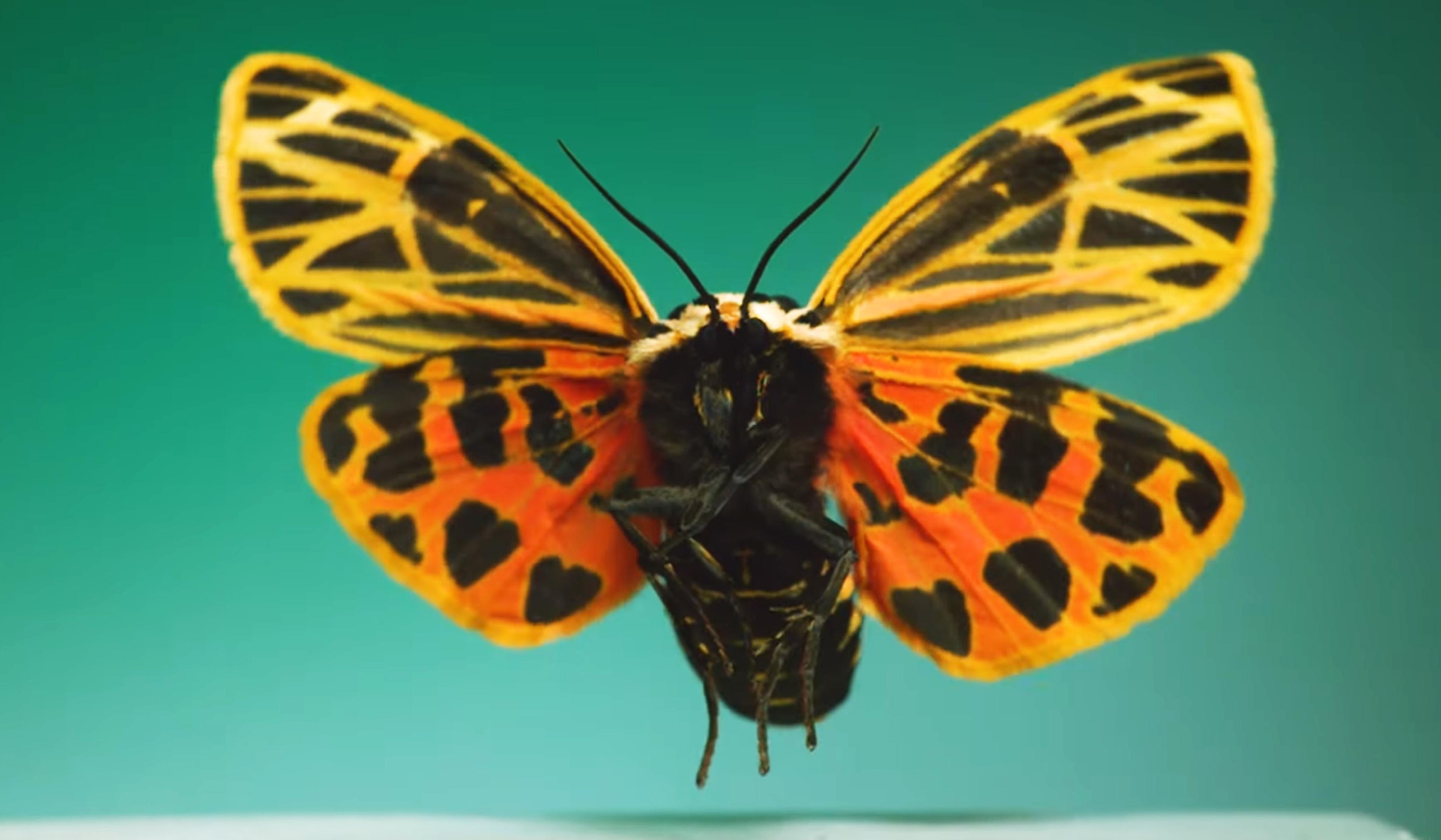 Close-up of a vibrant moth with orange and black patterned wings against a green background.
