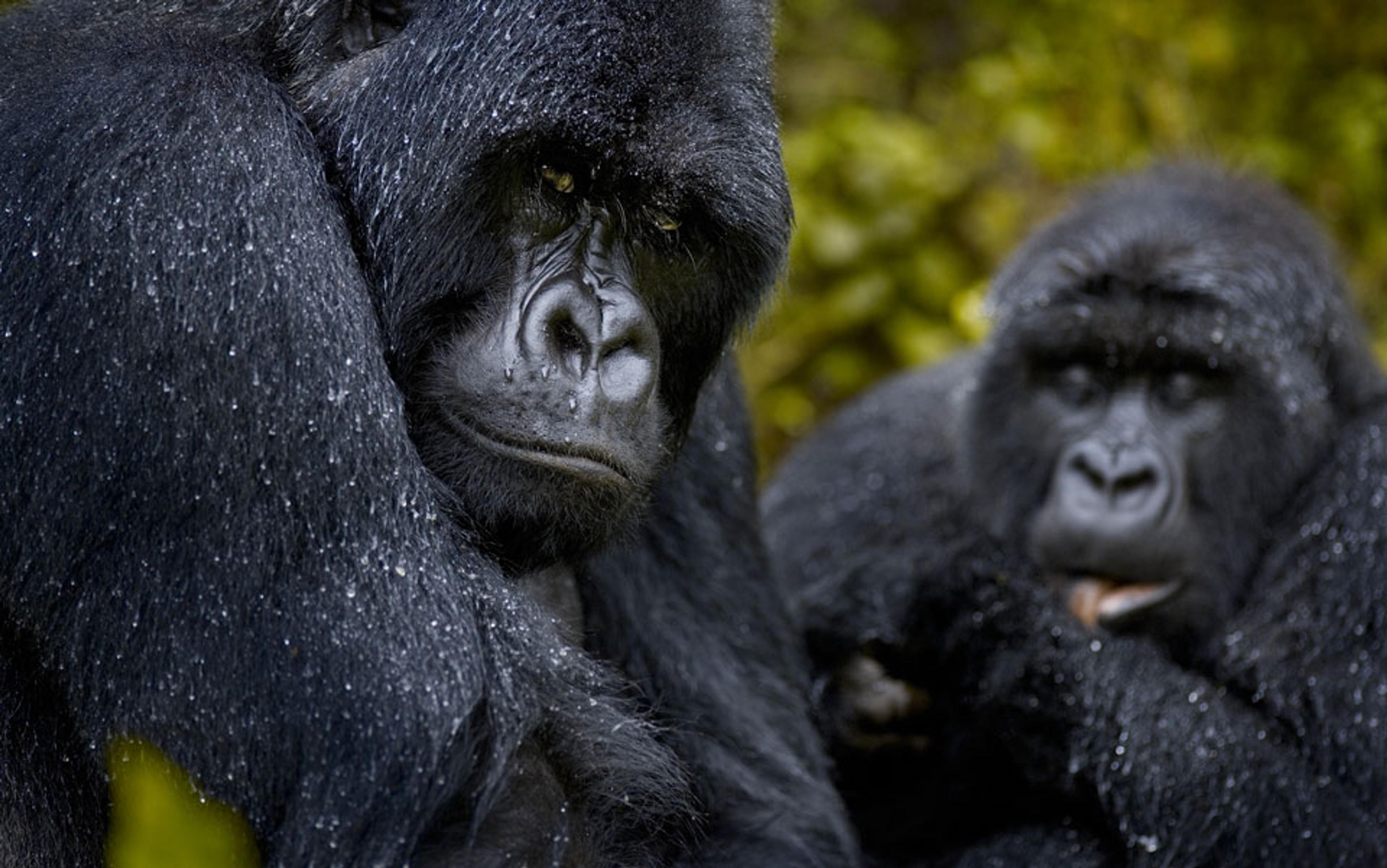 Two adult gorillas in a forest, their black fur covered in raindrops, with one gorilla in the foreground looking sombre.