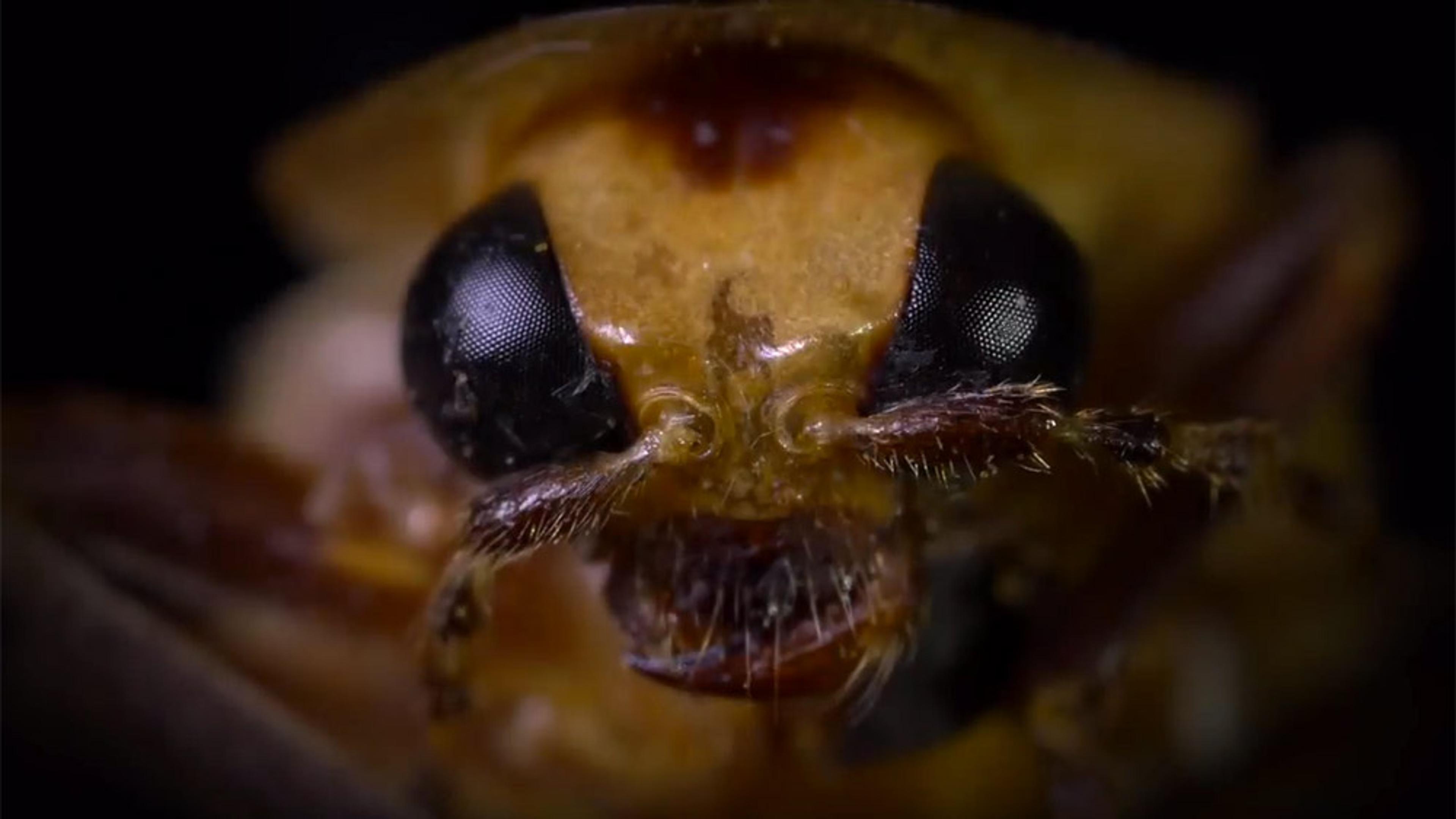 Close-up of an insect’s face showing its large compound eyes, antennae, and mouthparts with a dark background.