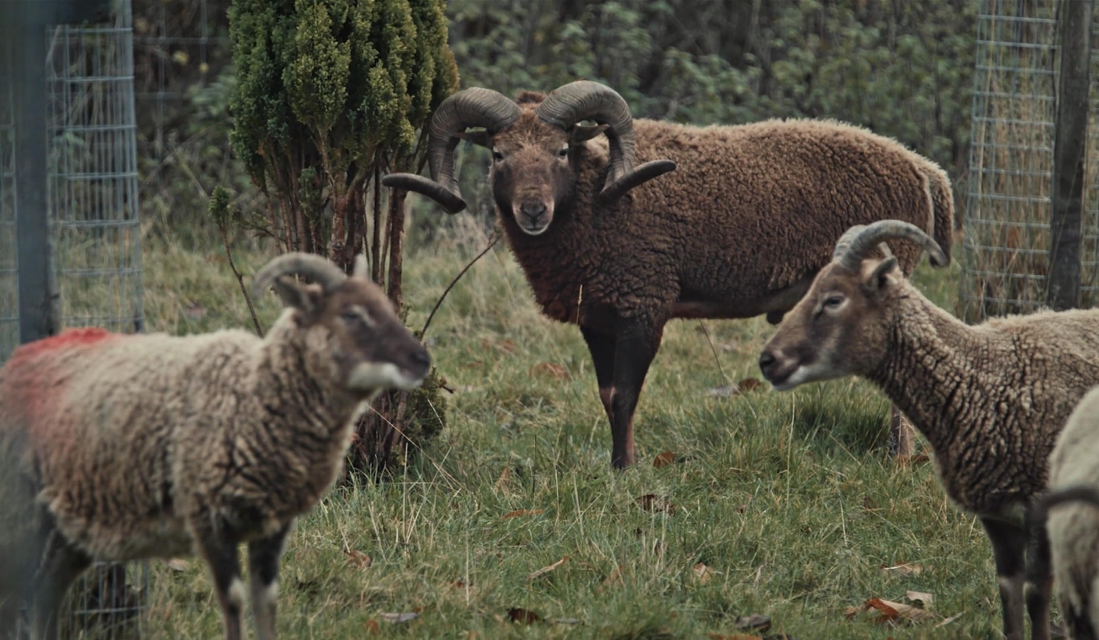 Three rams with large curved horns standing on grass near a wooden fence and a small tree in the background.