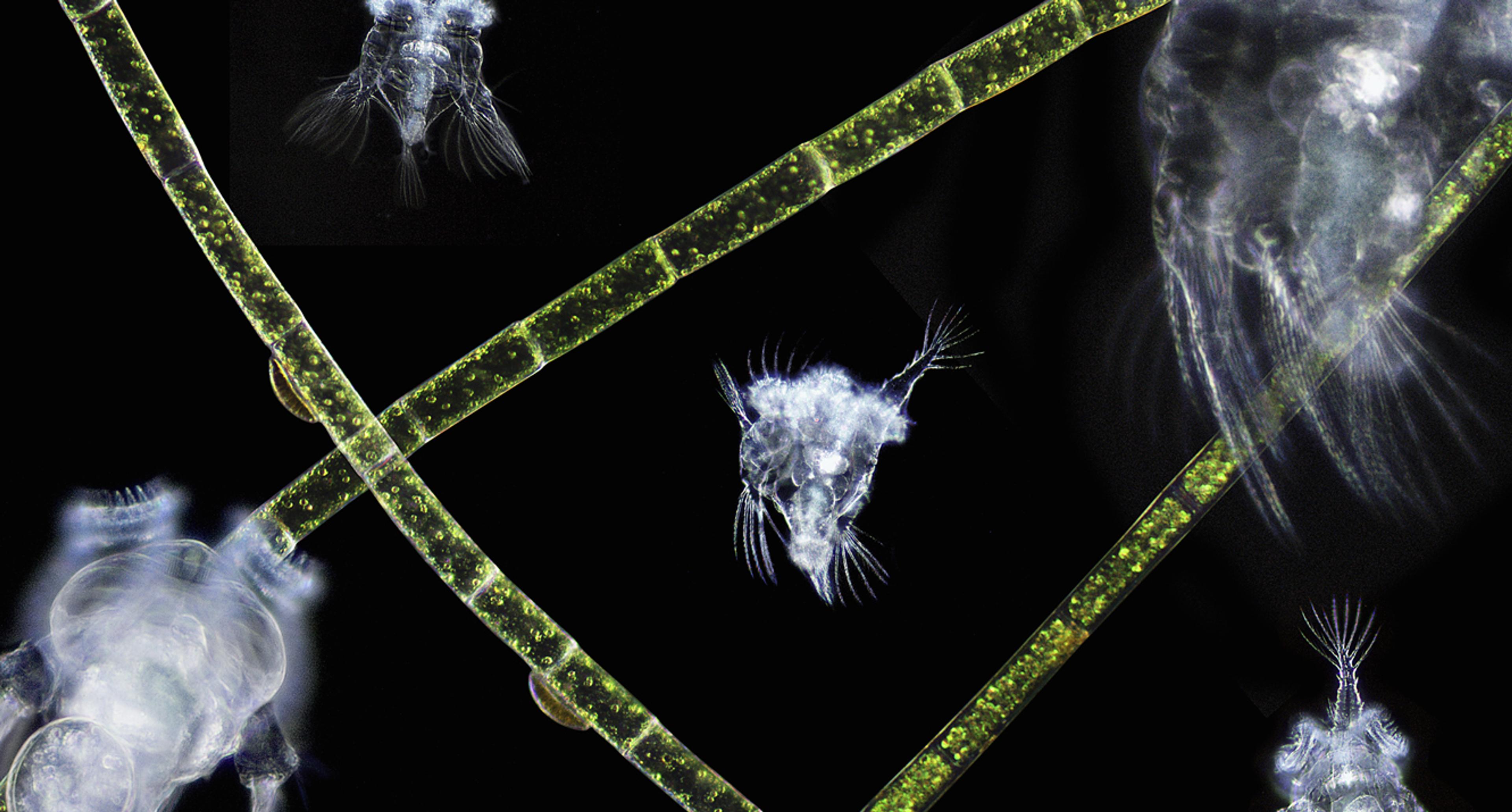 Microscopic image showing various tiny aquatic organisms and green filamentous algae strands against a black background.
