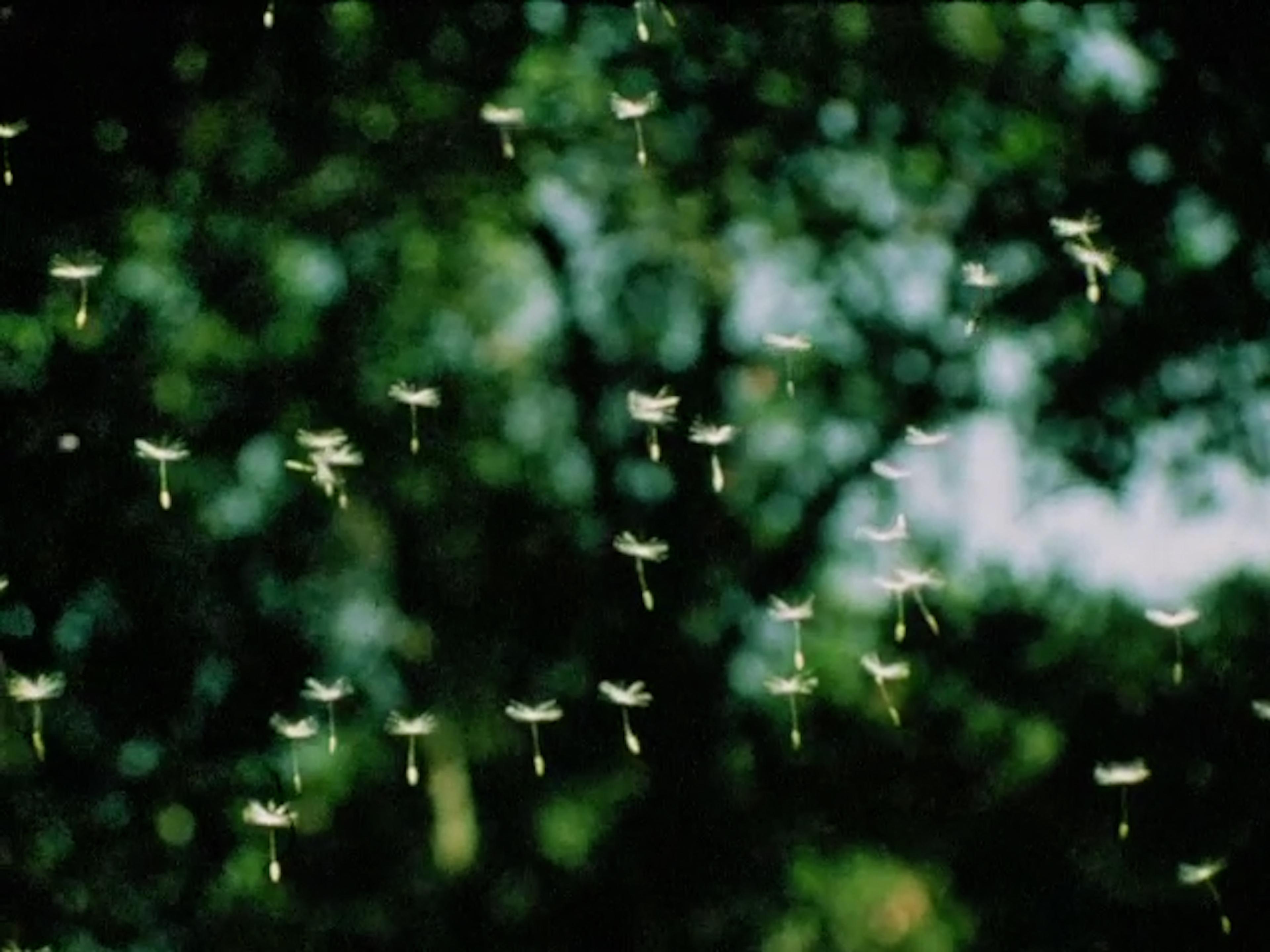 Photo of dandelion seeds in flight against a blurred green forest background.