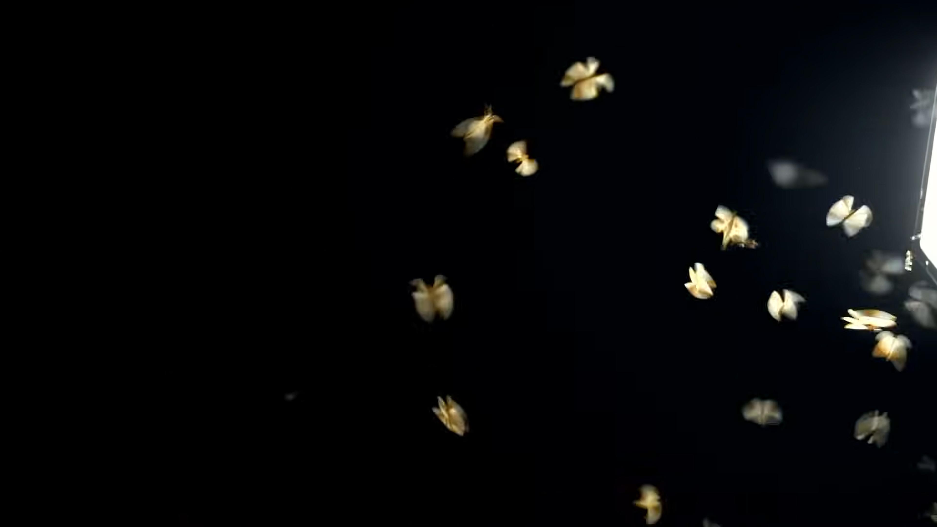 Photo of moths flying around a bright light against a dark background at night.